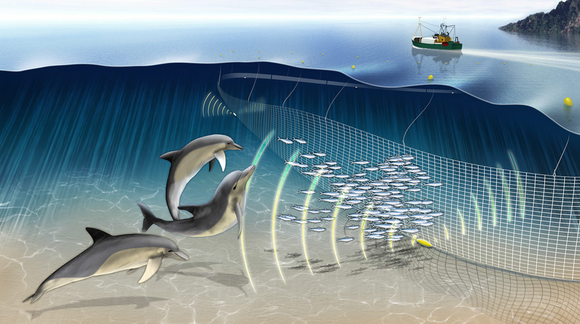  Pingere festes på garna og skremmer sjøpattedyr fra å sette seg fast. <i>Illustrasjon:  Fishtek Marine</i>