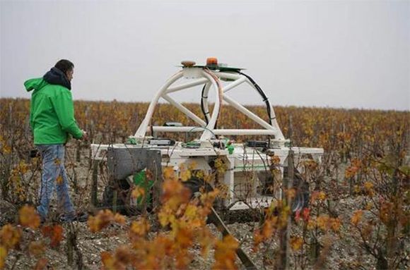 Roboten TED skal skånsomt vedlikeholde vinmarkene, slik at behovet for kjemisk sprøyting minimeres. <i>Foto:  Naïo Technologies</i>