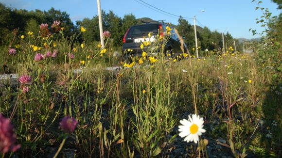 Blomstrende vegkant. Her langs rv 60 mellom moa og Magerholm på Sunnmøre <i>Foto:  Knut Opeide, Statens vegvesen</i>