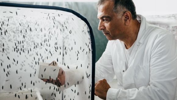 David Tehrani er cand. scient. i biologi med hovedfag i genetikk. Han er ansvarlig for utviklingen av fabrikken som skal produsere fôr av larvene til soldatfluer <i>Foto:  Ilja C. Hendel, Pronofa</i>