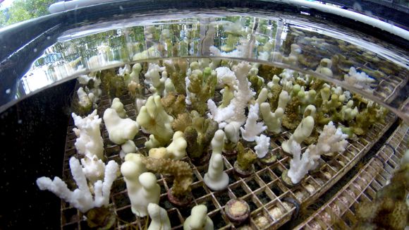 Koraller avles fram i store tanker rundt om i laboratoriet på instituttet for marinbiologi ved Universitetet i Hawaii. <i>Foto:  Caleb Jones/AP/NTB</i>
