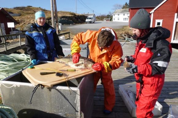 Helle Tessand Baalsrud (t.v.), Michael Matschiner og Sissel Jentoft på feltarbeid i Nord-Norge. <i>Foto:  Julia Barth/UiO</i>