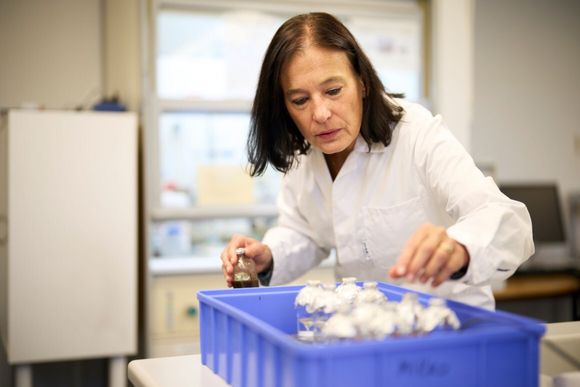 På laboratoriet til Åsa Frostegård har hun milliarder av «husdyr», altså bakterier, som kan spise lystgass. <i>Foto:  Alexander Benjaminsen/NMBU</i>