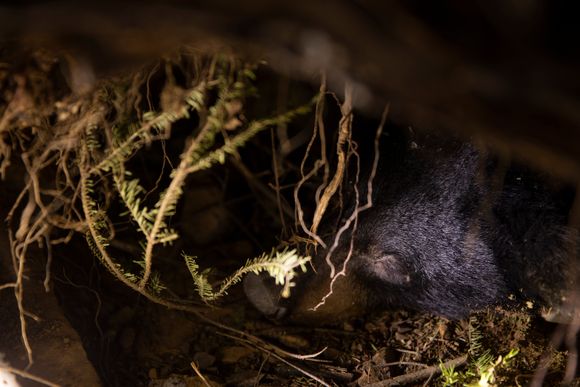 En svartbjørn sover vintersøvnen sin, men har for sikkerhets skyld også fått litt ekstra sovemiddel. Bjørnen ble testet for covid-19-viruset av forskere som forsøker å kartlegge smitte hos ville dyr i indianerreservatet Grand Portage som ligger helt nord i USA. <i>Foto:  Emma H. Tobin</i>