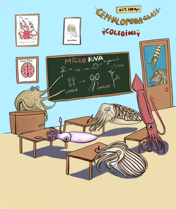 Ulike typer blekksprut lærer om mikroRNA og deres potensial til å utvikle mer komplekse hjerner, mens mens de mer primitive Nautilider, som den fortsatt levende Nautilus og de utdødde Orthoceras, venter utenfor ... og ikke lærer noen ting. <i>Illustrasjon:  Grygoriy Zolotarov og Bastian Fromm</i>