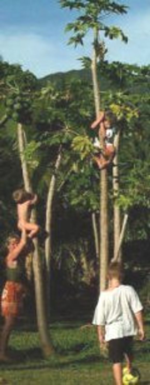 Barn klatrer i kokostrær på Piiri. <i>Foto:  Brynhildur Palina Masdottir Moltzau</i>
