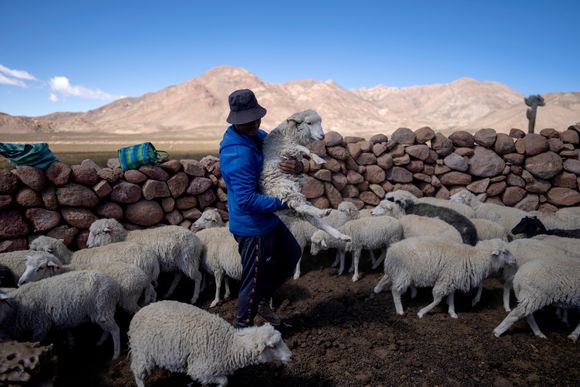 En gjeter leder sauene sine gjennom Tusaquillas i Argentina. <i>Foto:  AP/NTB</i>