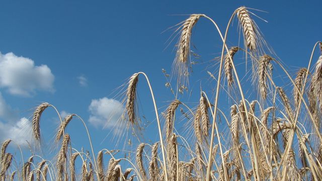 Færre nyheter i sommer