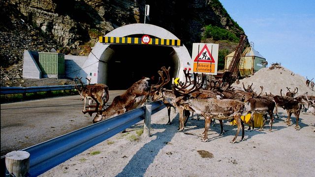 Tunnel i Finnmark okkuperes av reinsdyr