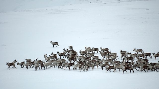 Rv 7 Hardangervidda stengt på grunn av reinsdyr