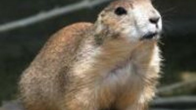 Last ned «alt» fra Gopher