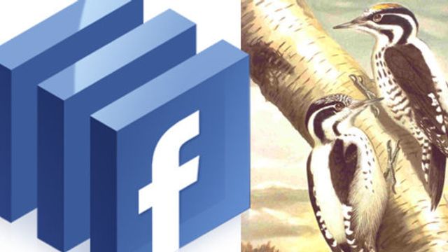 Hakkespett kan stoppe datasenter