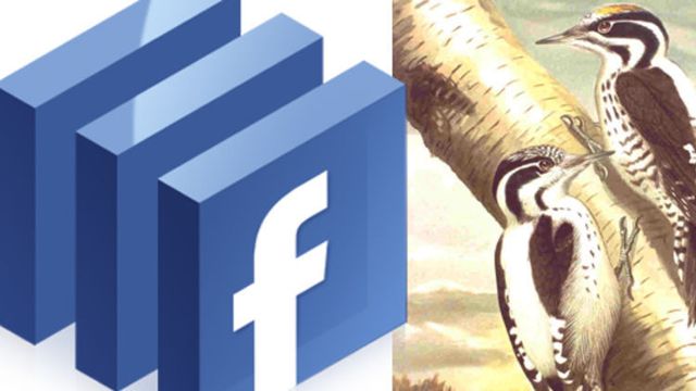 Facebook får bygge i Sverige