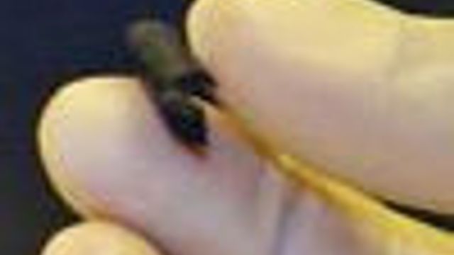 Føyelig batteri av papir og nanorør
