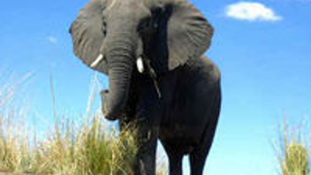 Kenya-elefant sender egne tekstmeldinger