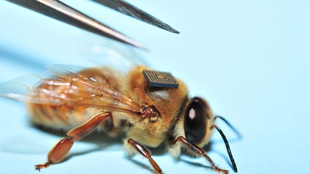 Tusener av bier utstyrt med Intel-brikke på ryggen