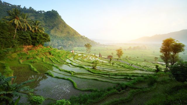 Ice-eier satser i Indonesia