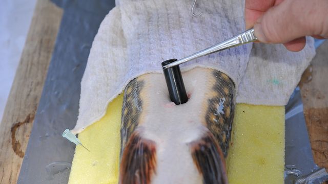 Før overvåket de gjedder og paddefisk, nå overvåker de oljebrønner