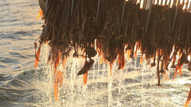 Norsk tare kan gjøre at fett ikke tas opp i kroppen