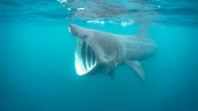 Denne haien og røff sjø stopper verdens største vindpark