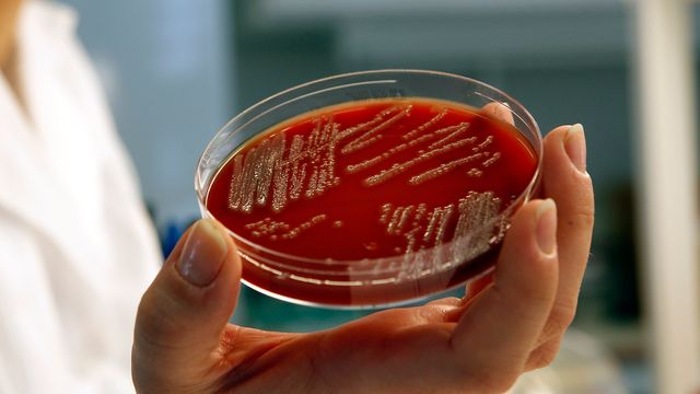 Forskere har fått E. coli-bakterier til å lage bensin