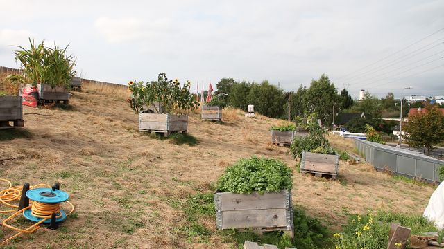 Dyrker økologiske grønnsaker på taket