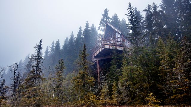 Her bor du i toppen av et tre