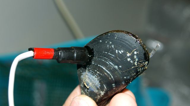 Blåskjell oppdager lekkasjer 