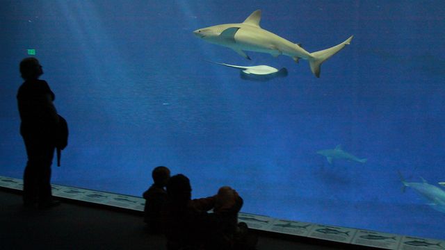 Bjørvika kan få akvarium