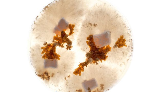 Sopp skal øke utvinningen