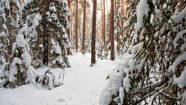 Klimadirektoratet: <br/>
Sjokk for klimatiltak i skogen