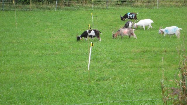 Styrer dyrene med GPS