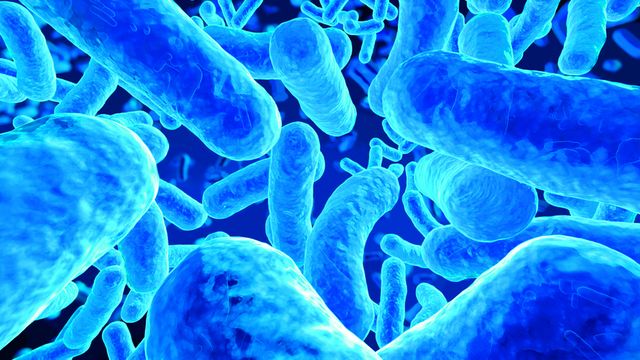 Nye bakterier truer immunforsvaret