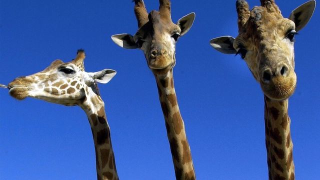 Etterlyser smarte ideer