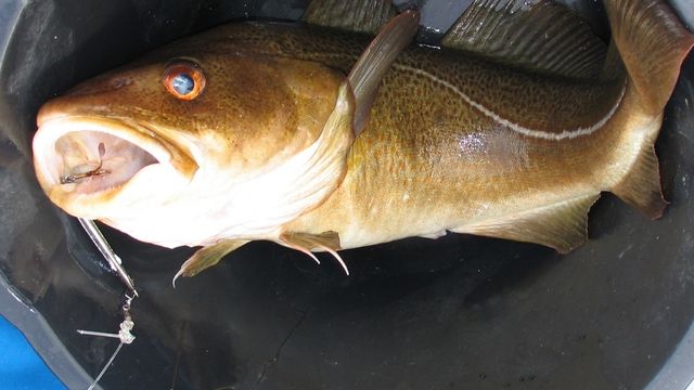 Sporing øker fortjenesten