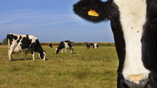 Blir melkeku for landbruket