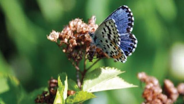 NOTIS: Sommerfugl stoppet boligbygging