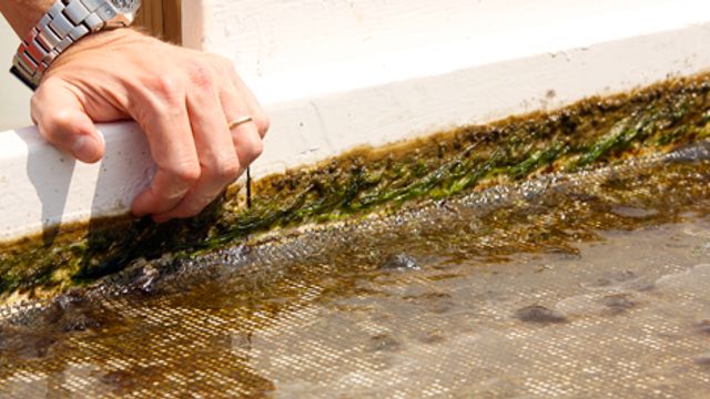 Algedyrking kan fjerne døde soner