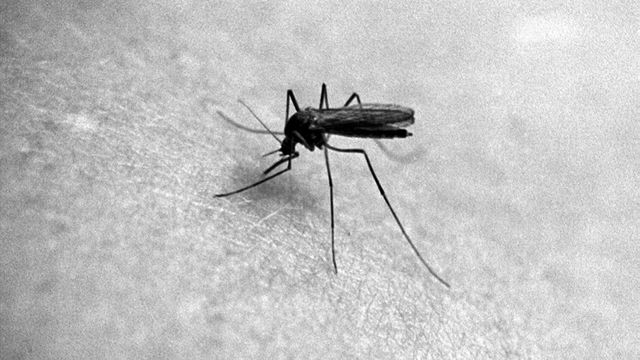 Malariamyggen kommer til Norge