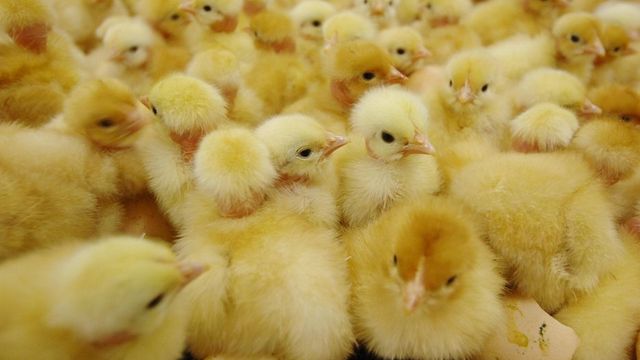 Kyllingfjær kan bli ny drivstofftank