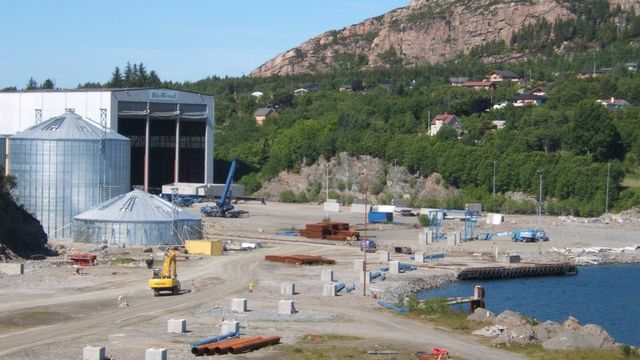 Norge henter skog fra Vest-Afrika