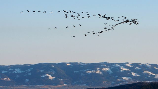 Mjøsa blir renere