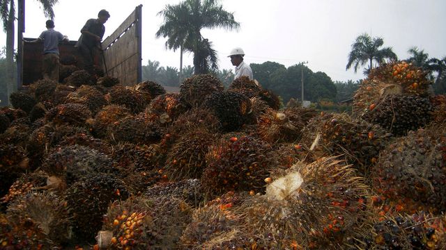 Nesten halvparten av all palmeolje-bruk i EU er drivstoff