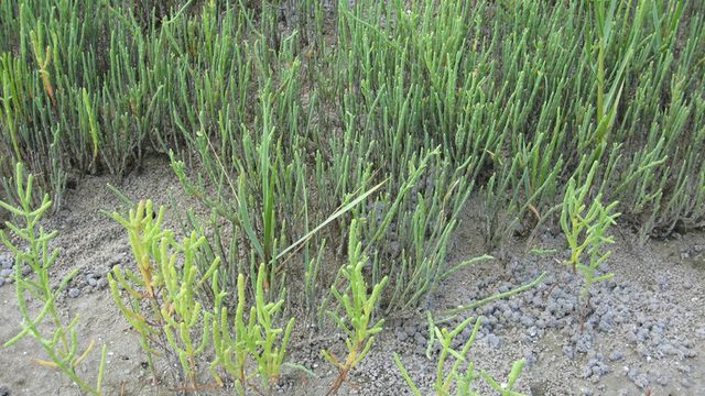 Saltplanter kan gi biodrivstoff