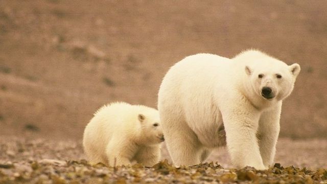 Se isbjørn på vei mot isen - før det er for sent