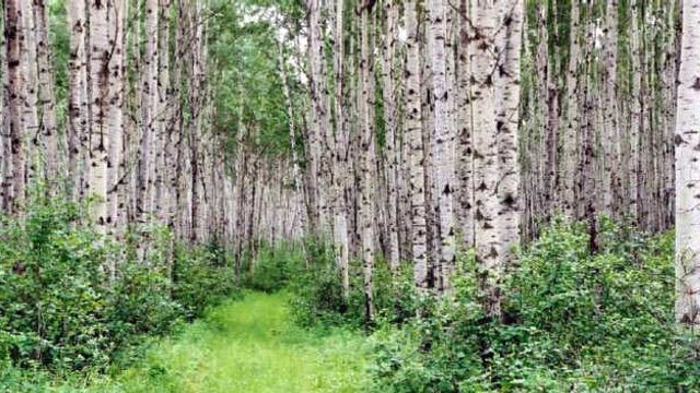 Vil presse mer biodrivstoff ut av tømmeret