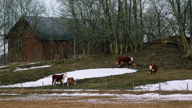 Kua kludrer til klimaregnskapet