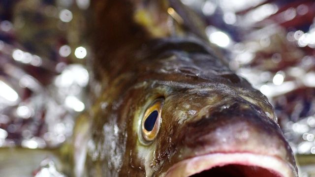 Frykter kabelarbeid har drept fisk