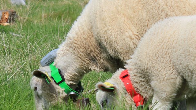 Henger radiobjelle på sauen