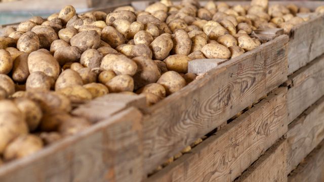 Sjekker potetene for fukt og temperatur - hindrer skader